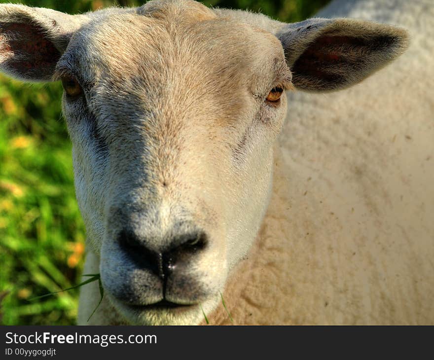 A portrait of a grazing sheep in hdr. A portrait of a grazing sheep in hdr