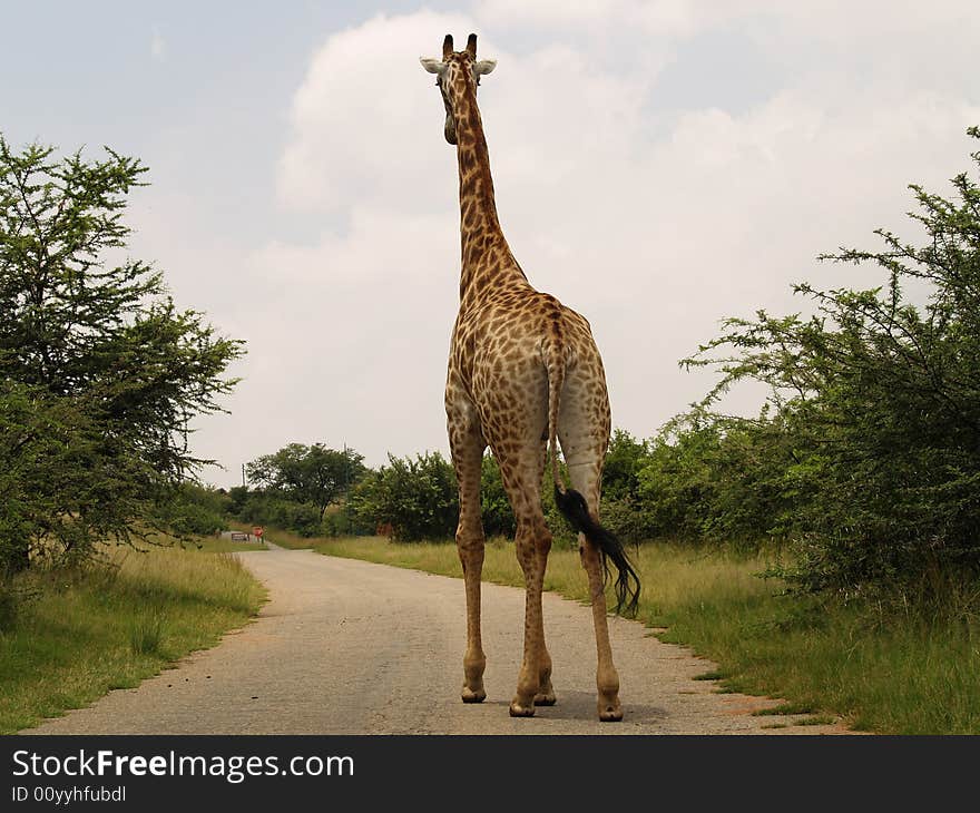 I took this picture at Krugersdorp Nature Reserve,South Africa. I took this picture at Krugersdorp Nature Reserve,South Africa.