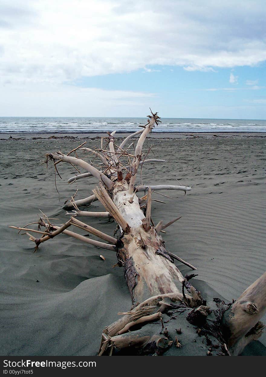 Driftwood