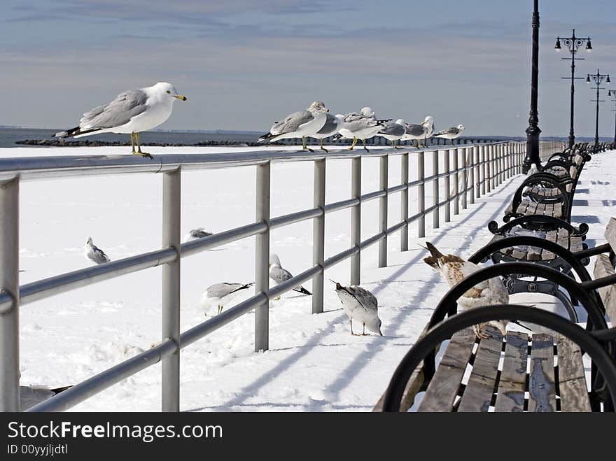 Gulls waiting for weather