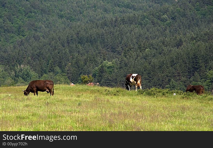 Grazing Cows