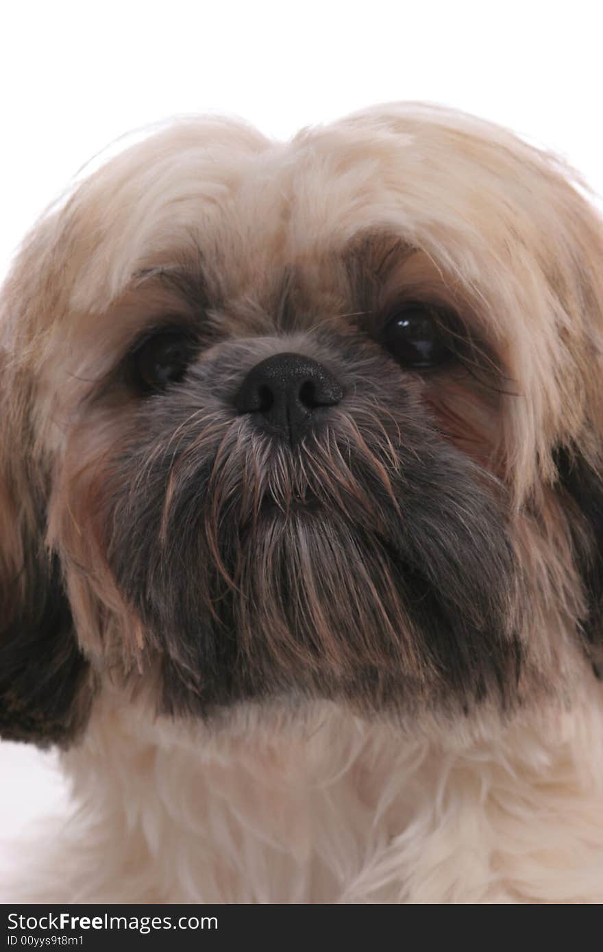 Cute shiatsu dog's face close up. Cute shiatsu dog's face close up.