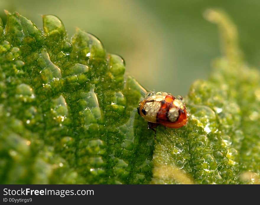 Has a long lazy sleep ladybug