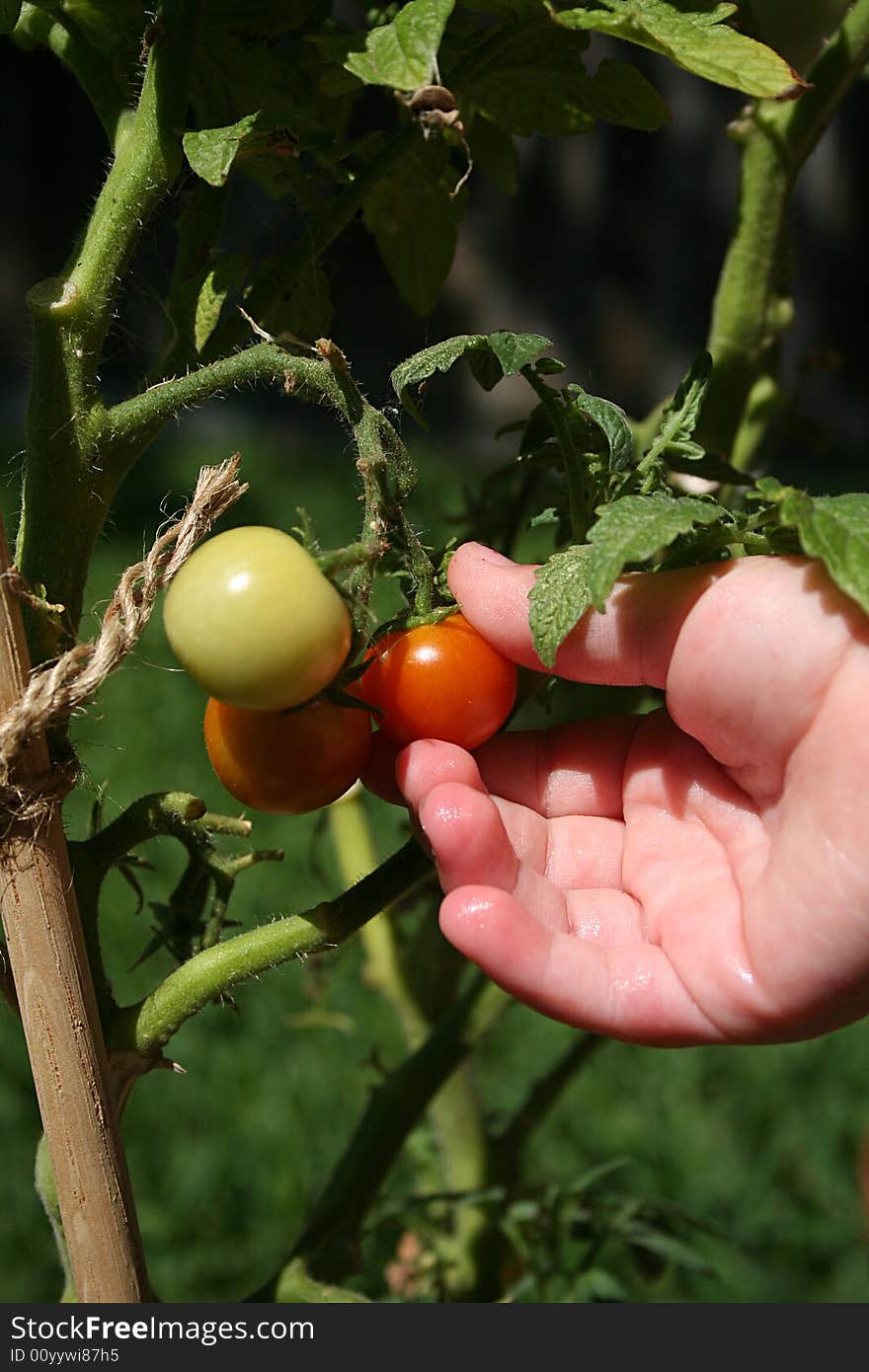 Tomato Picking