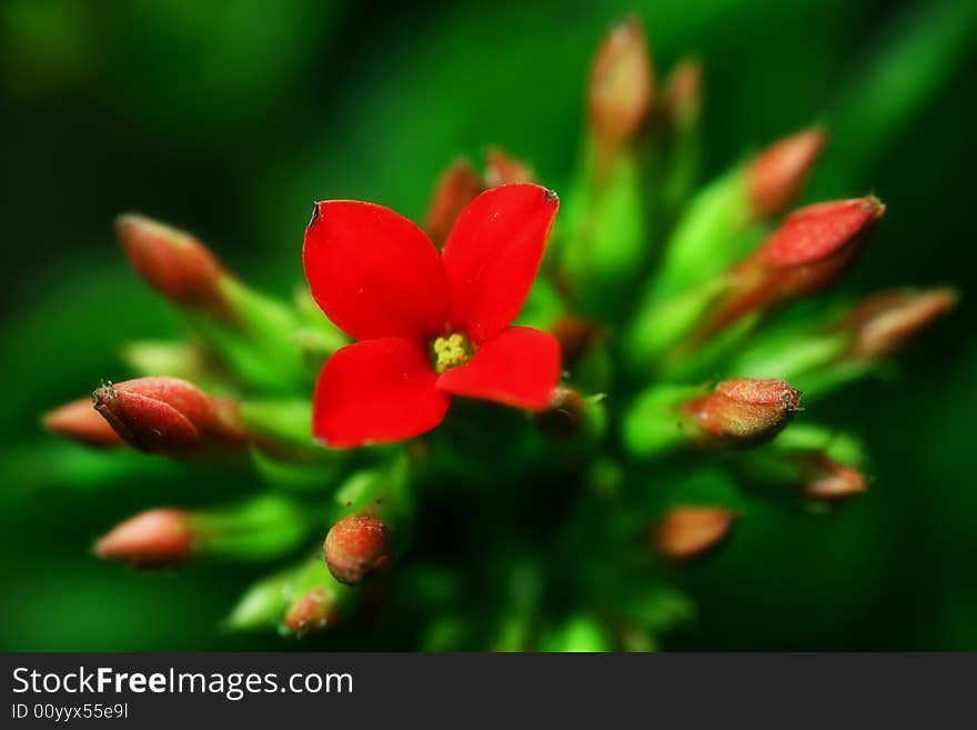 Red flower and green leaf