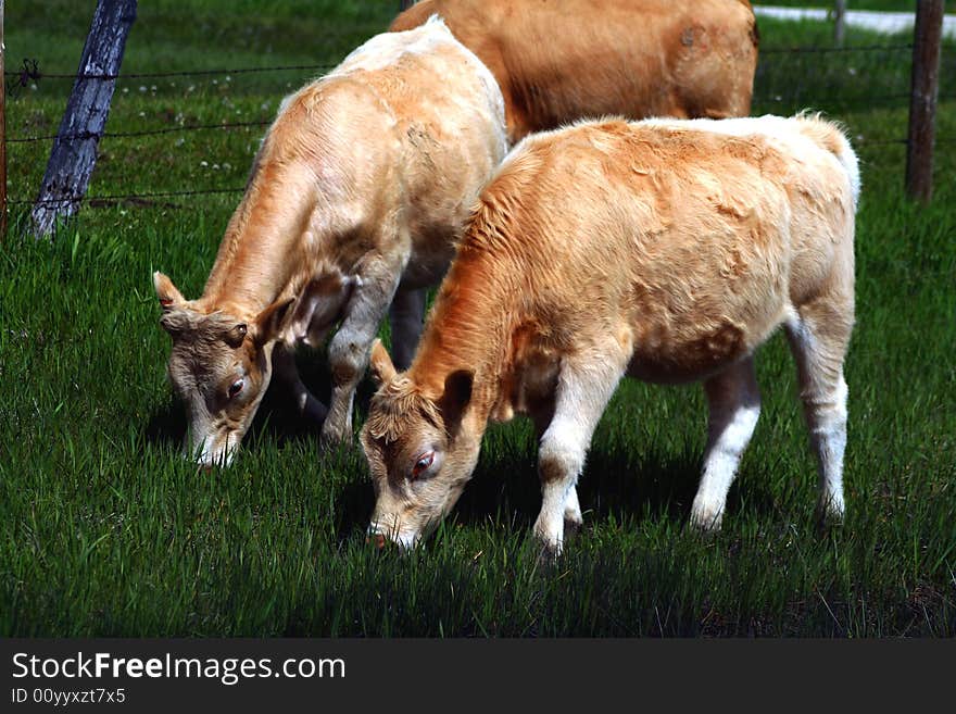 Cattle on spring pasture in Idaho. Cattle on spring pasture in Idaho