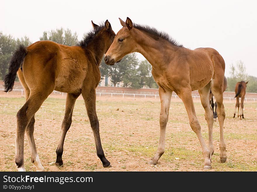 Arab horse in a farm of beijing. Arab horse in a farm of beijing