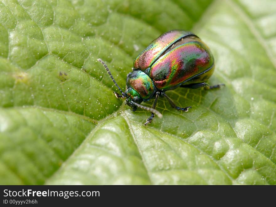 The 10MMc long beetle, his carapace is specially beautiful. The 10MMc long beetle, his carapace is specially beautiful.