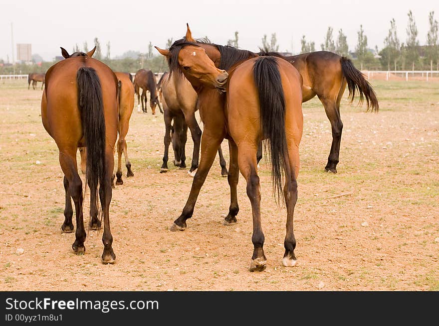 Arab horse in a farm of beijing. Arab horse in a farm of beijing