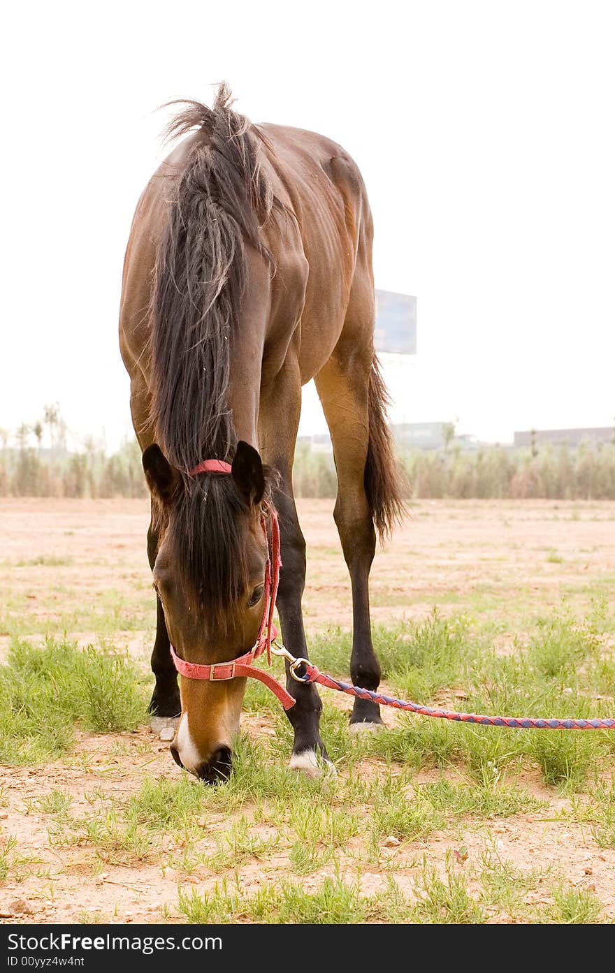 Arab horse in a farm of beijing