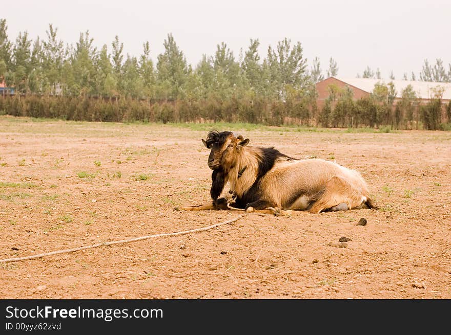 Milch goat in a farm of chinese vallage