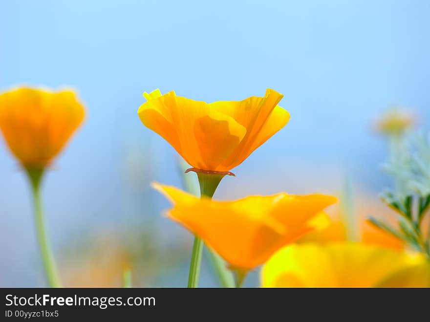 Yellow flowers on a background of the blue sky