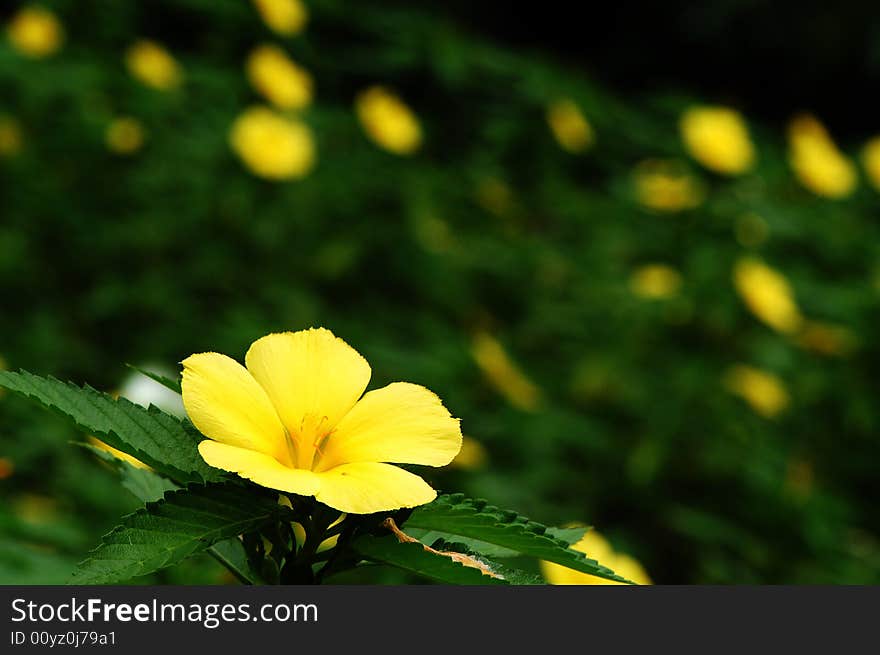 Yellow lilies in soft background. Yellow lilies in soft background.