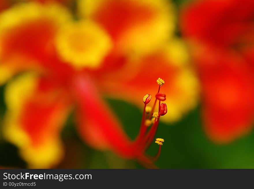 Flamming Flower