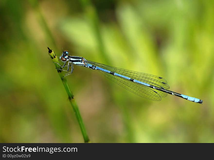 Dragonfly (Coeliccia Cyanomelas)