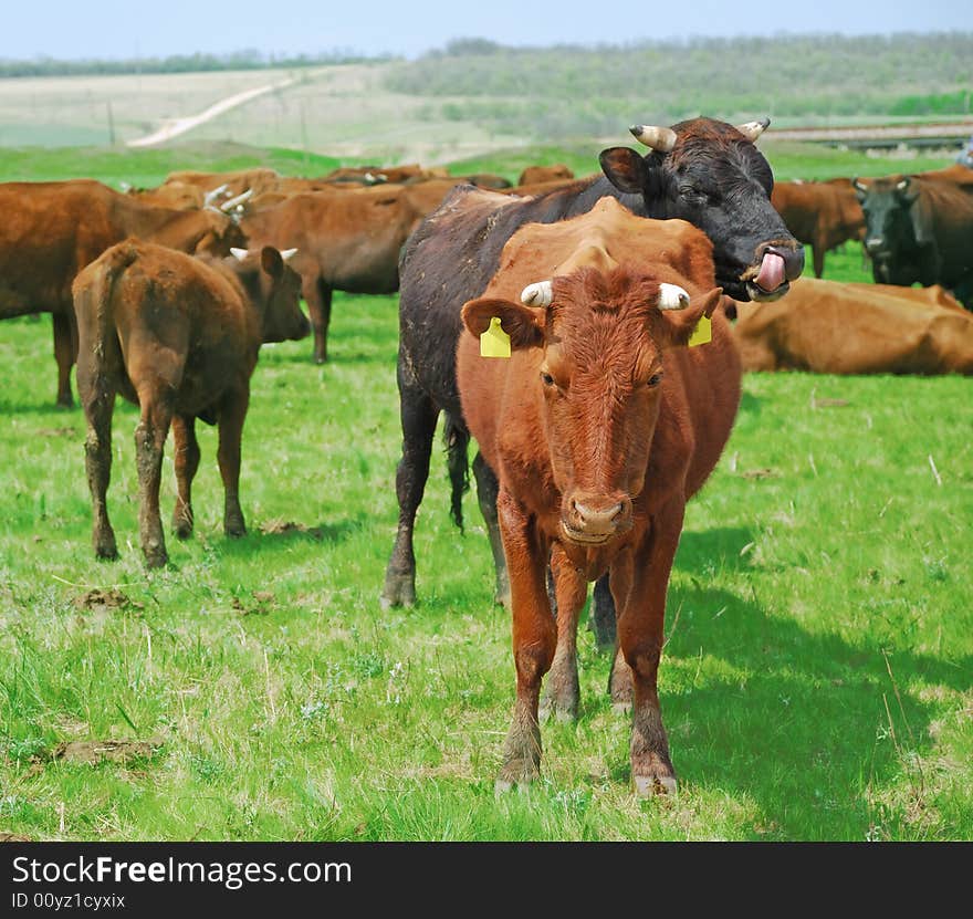 Cows on meadow