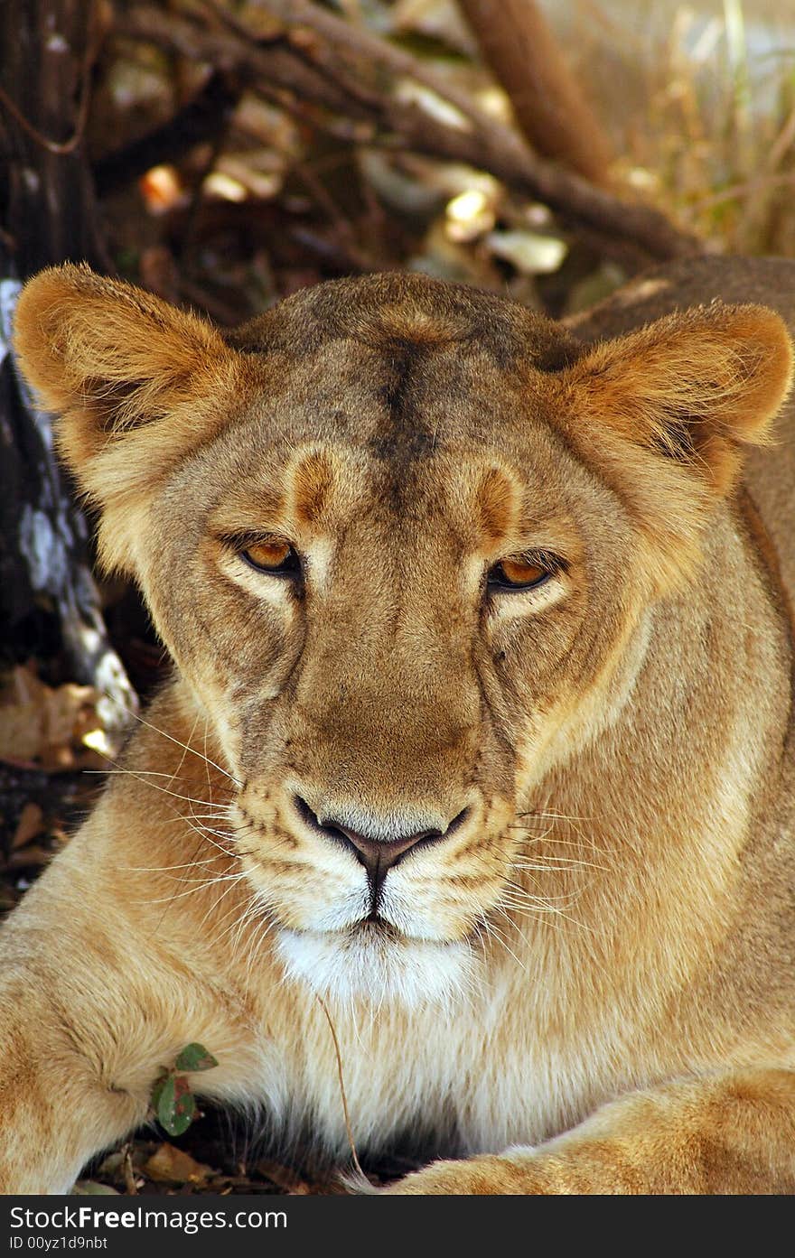 View Of A Lioness