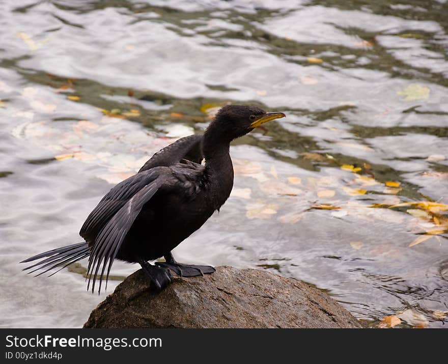 Young Little Black Shag - Phalacrocorax culcirostris - small elegant shag, common New Zealand Bird