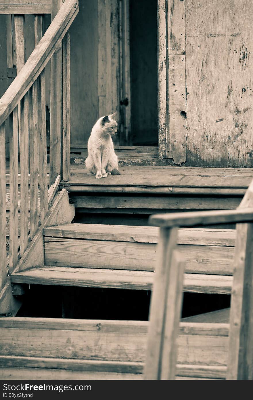 Cat On An Old Porch