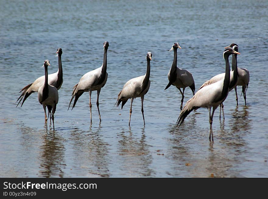 Flock Of Migratory Birds.