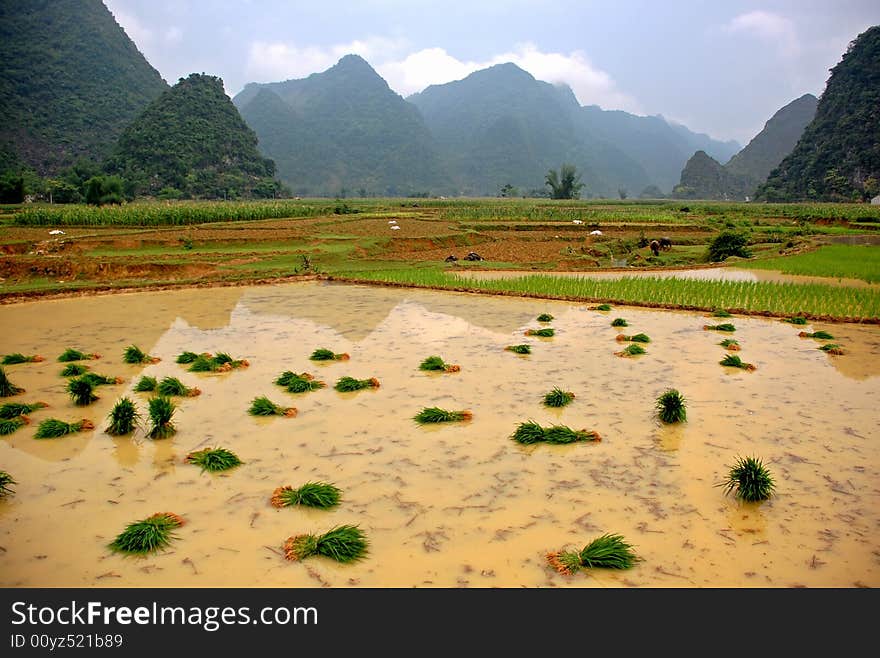 Growing rice on the valley