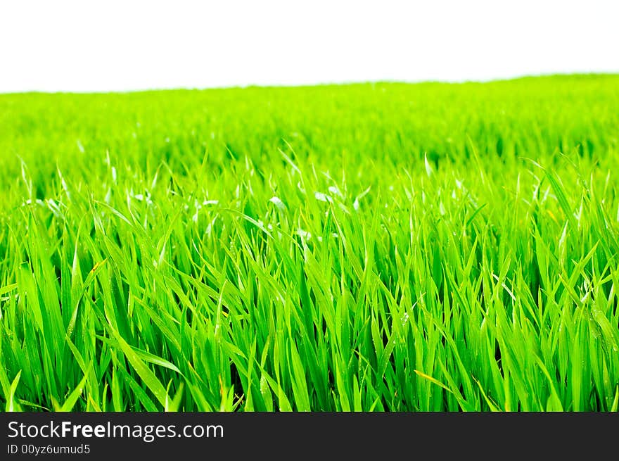 Grass isolated on white background