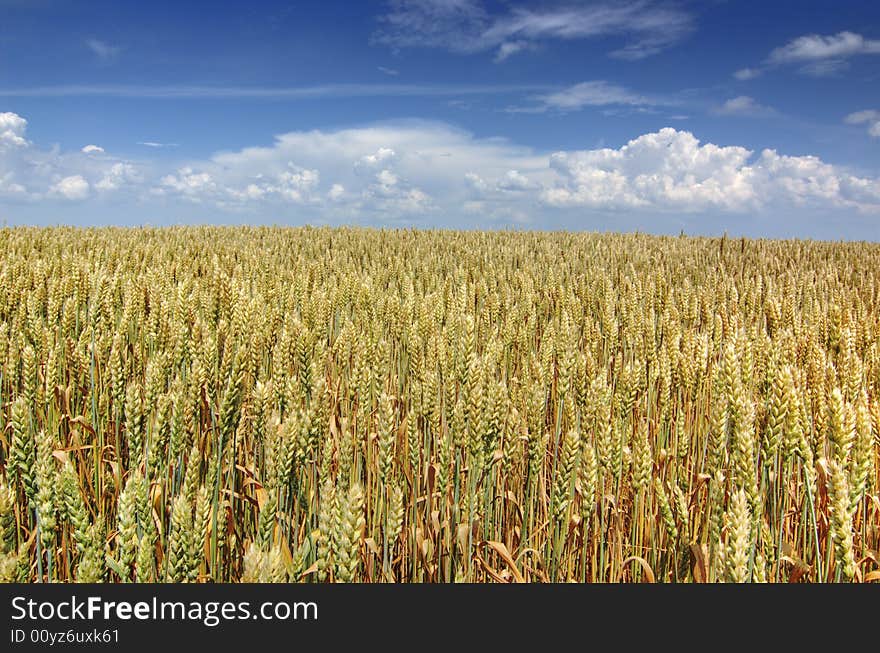 Golden field with blue sky