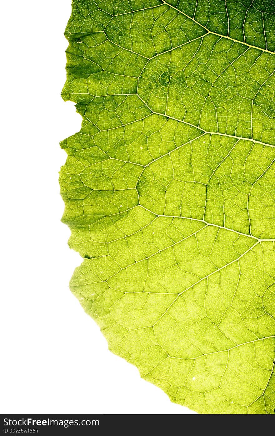 Leaf isolated on white background