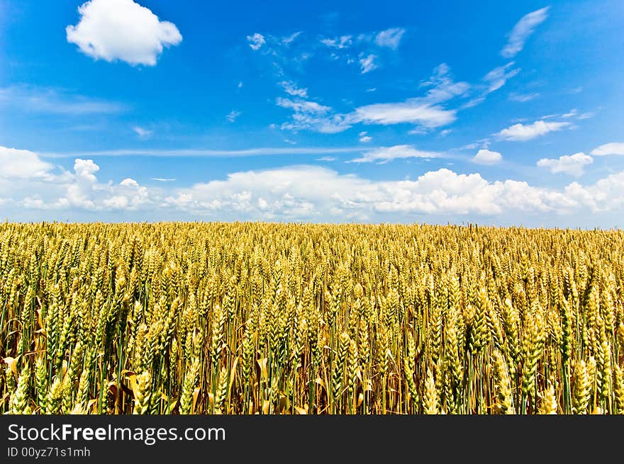 Golden field with blue sky