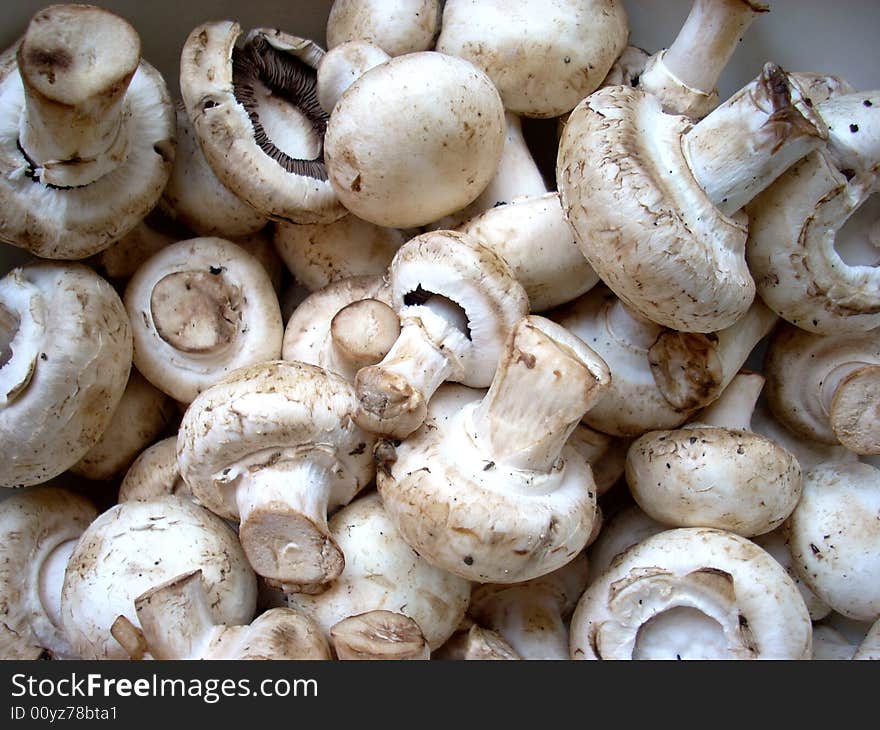 A photograph of some mushrooms: agarics