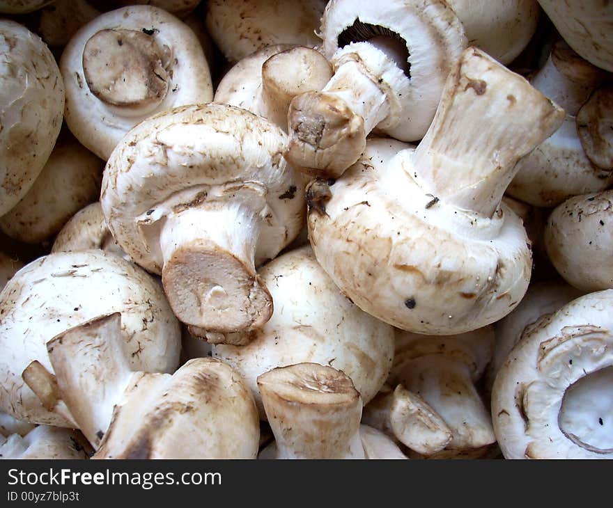 A photograph of some mushrooms: agarics