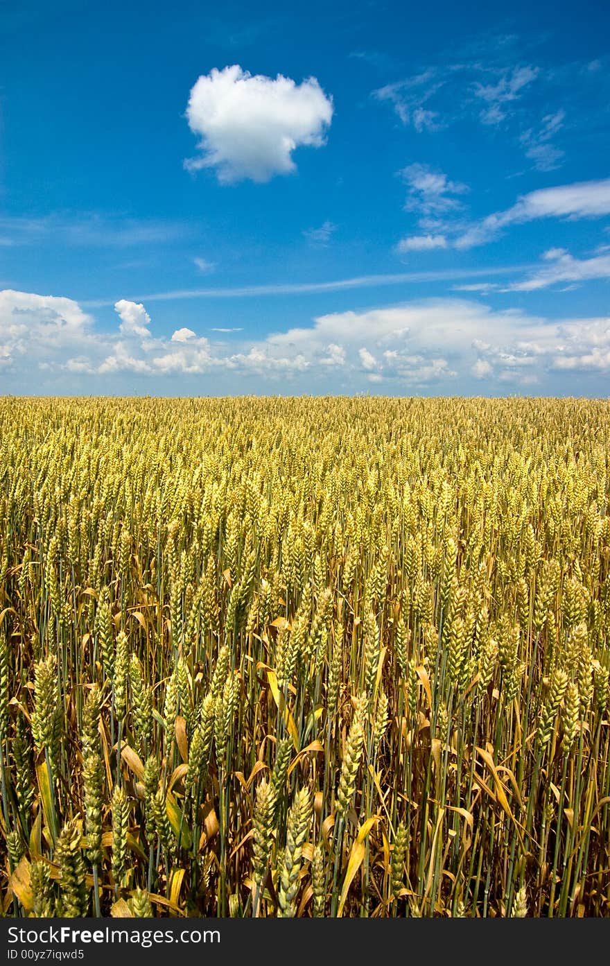 Golden field with blue sky