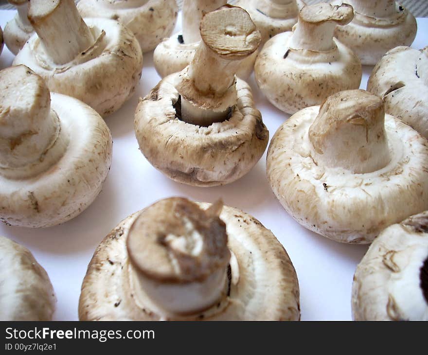 A photograph of some mushrooms: agarics