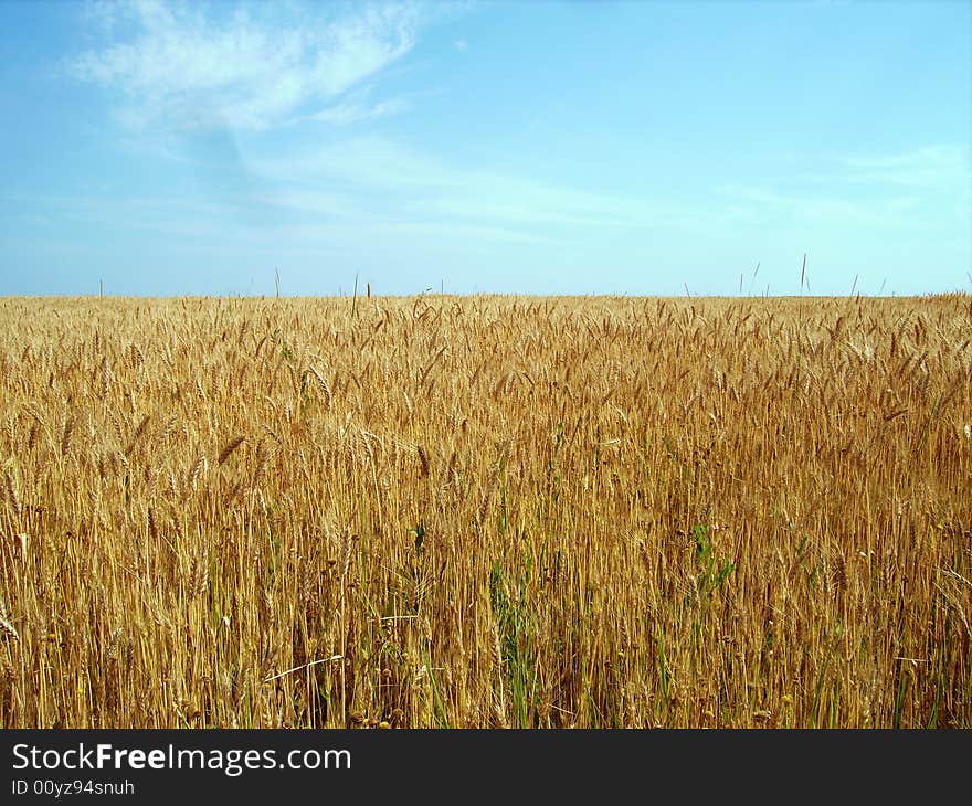 Crop Fields