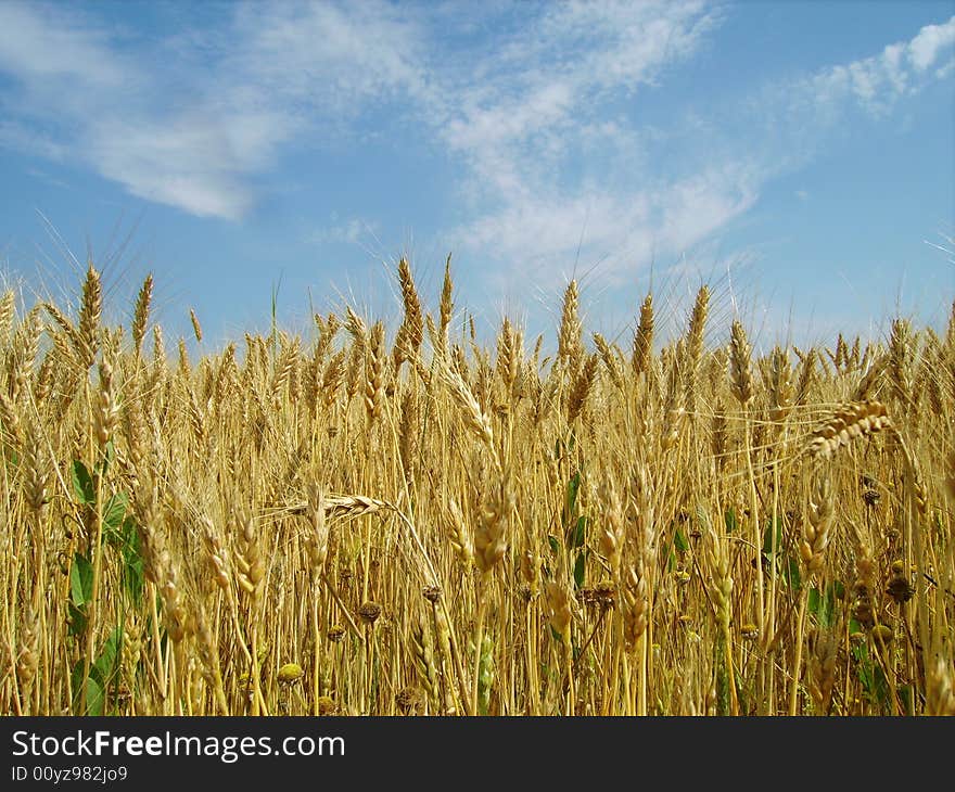 Crop Fields