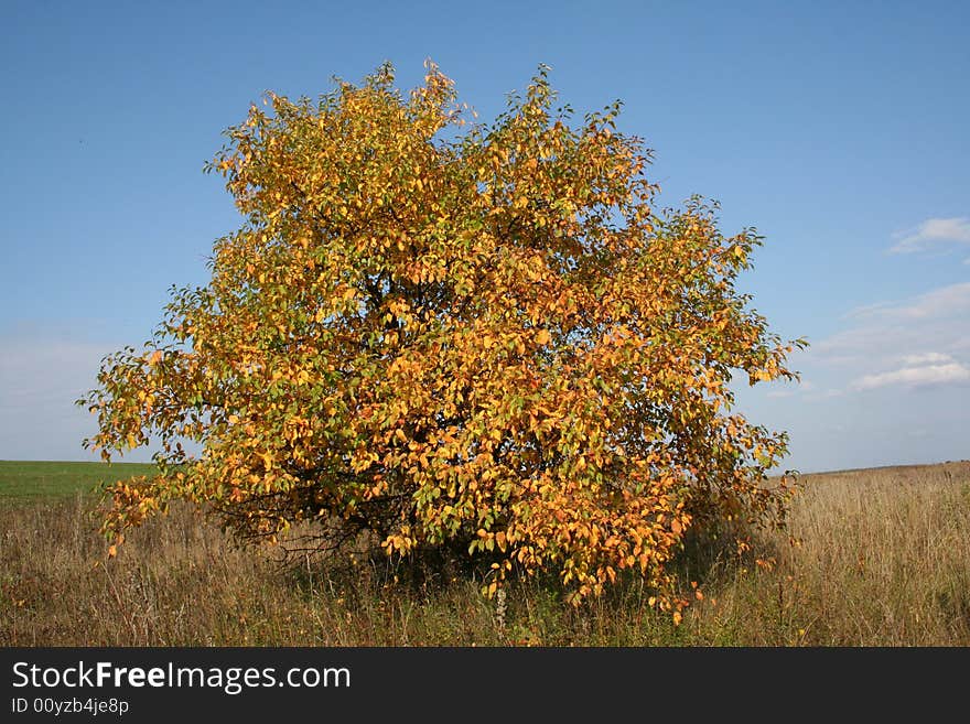 Single tree on the meadow