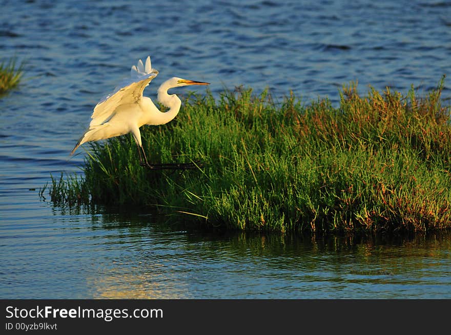 Egret In Flight 04