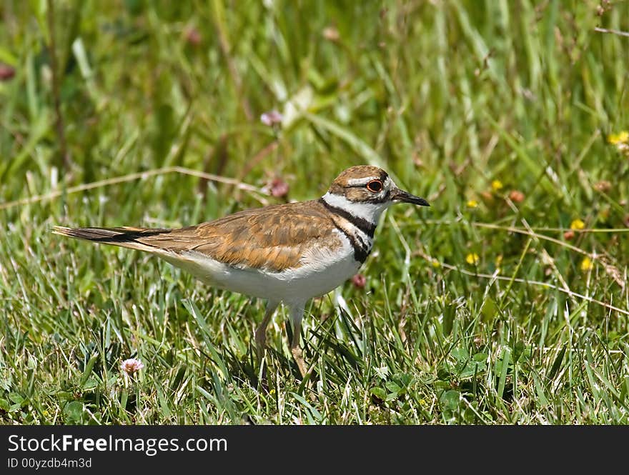 Killdeer standing in the grass