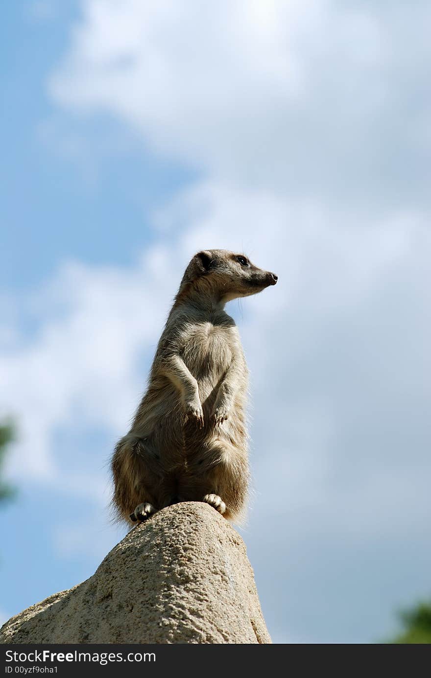 Another curious meercat