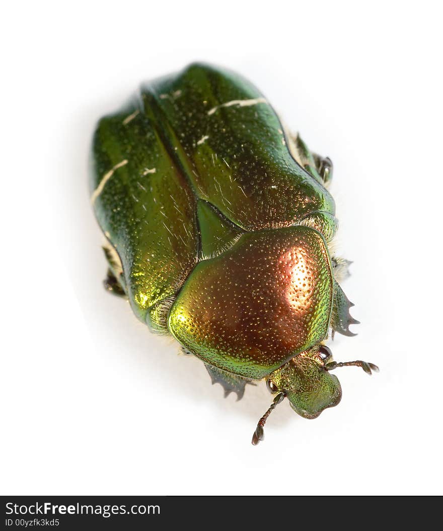 Watchful bronze beetle (Cetoniinae) on white background. Watchful bronze beetle (Cetoniinae) on white background