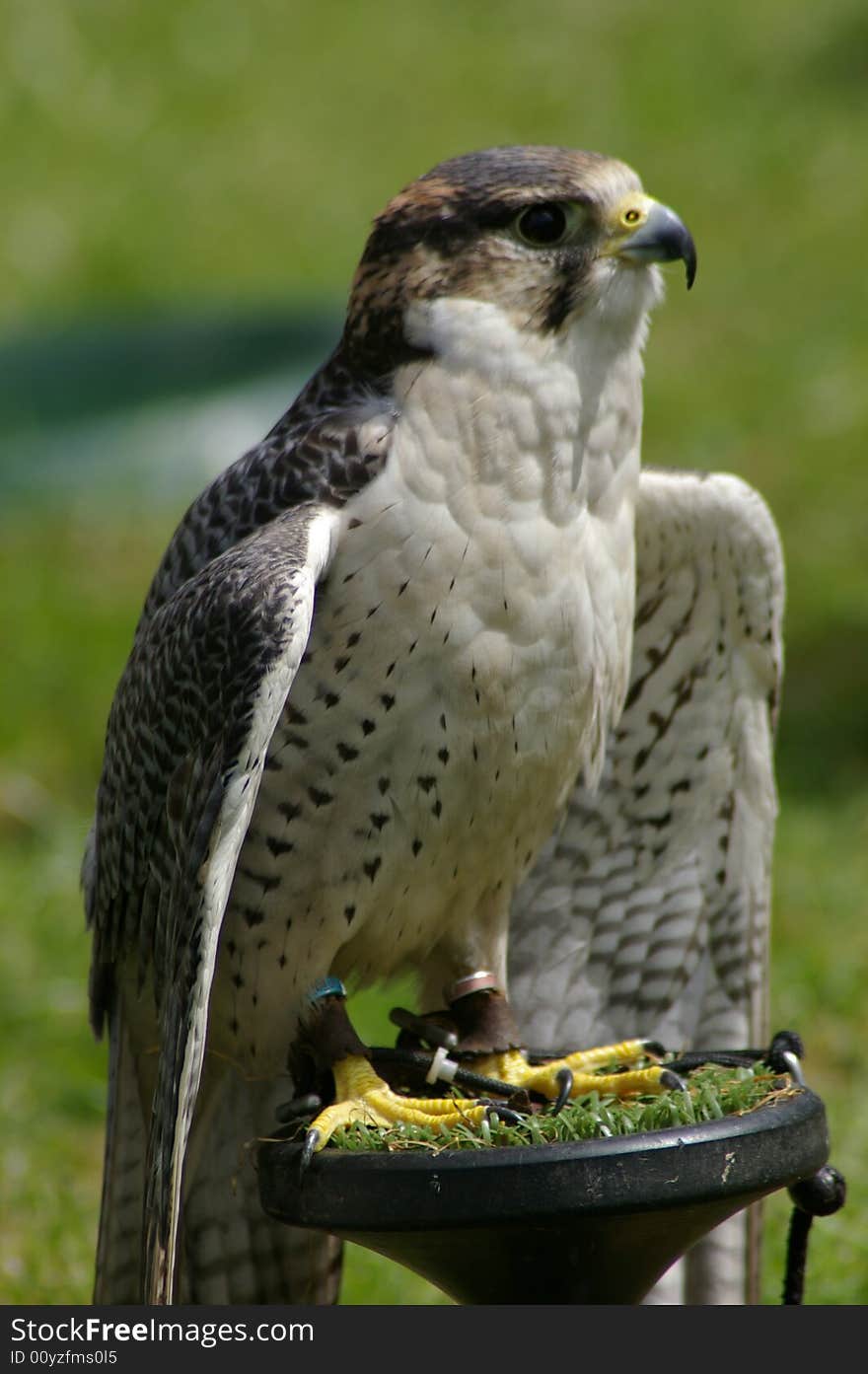 A bird of prey, falcon, perched with it's chest puffed and wings ready to take flight. A bird of prey, falcon, perched with it's chest puffed and wings ready to take flight.