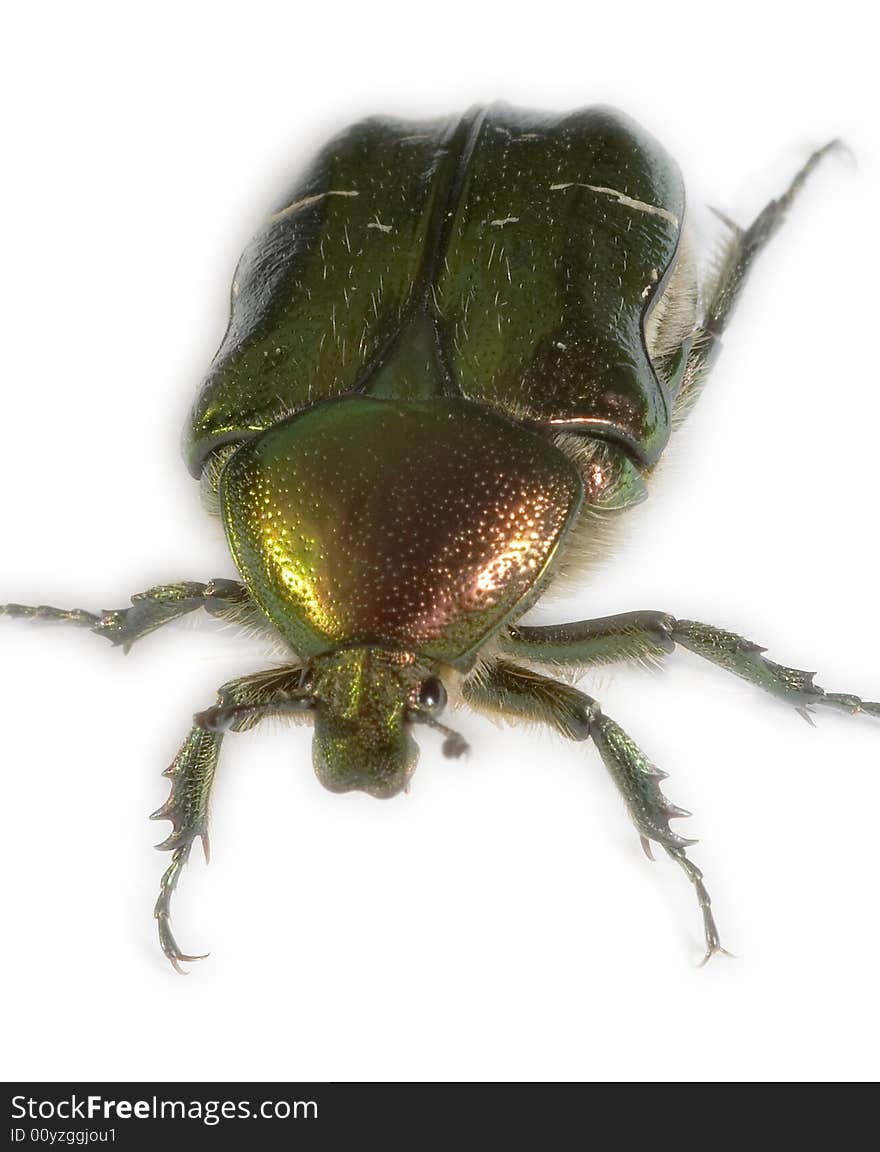 Bronze beetle (Cetoniinae) on white background