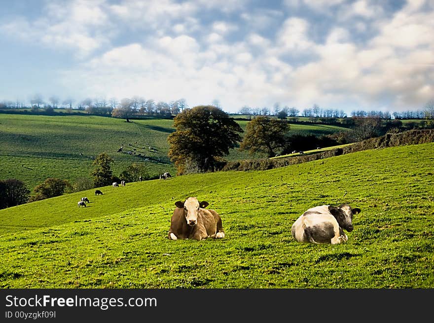 Rural farmland with grazing cows.Contrast added to the grass. Rural farmland with grazing cows.Contrast added to the grass.