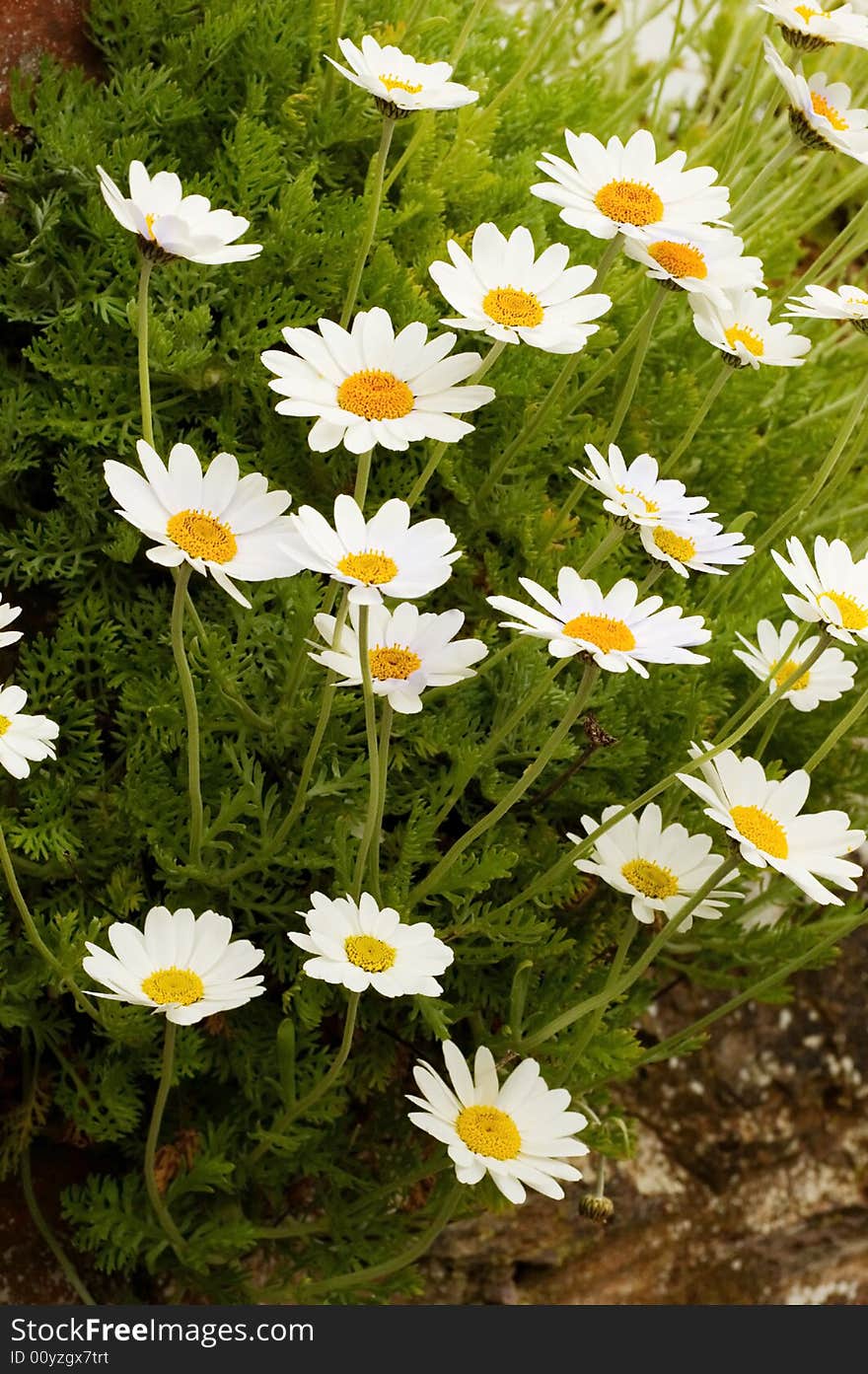 Daisies.