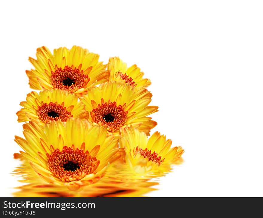 Beautiful Gerbera Daisies with copyspace.