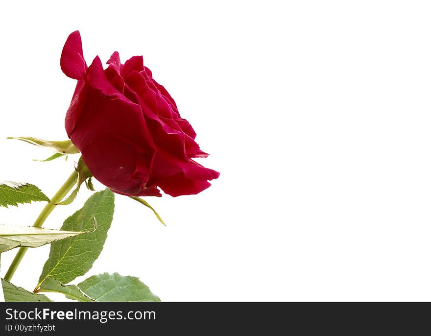 A blood red rose isolated on a white background, some copyspace to the right. A blood red rose isolated on a white background, some copyspace to the right.