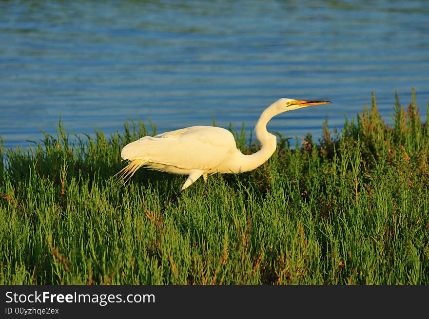 Egret In Sunlight