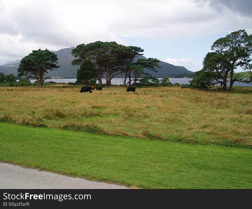 Picture taken in the Irish National Park Killarney - west of Ireland