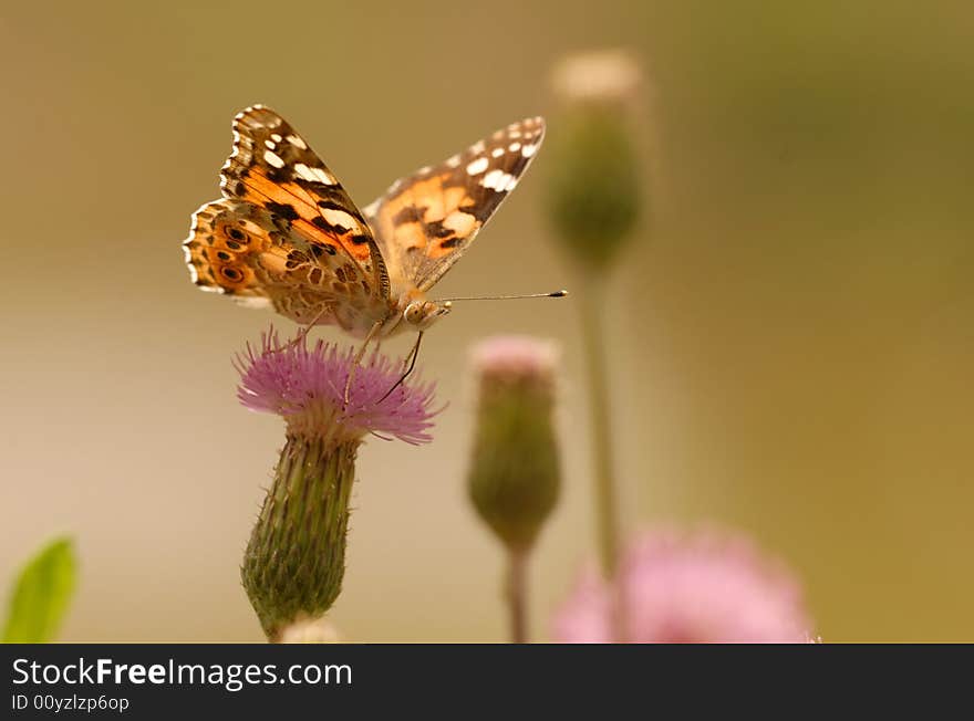 Butterfly (Nymphalidae)