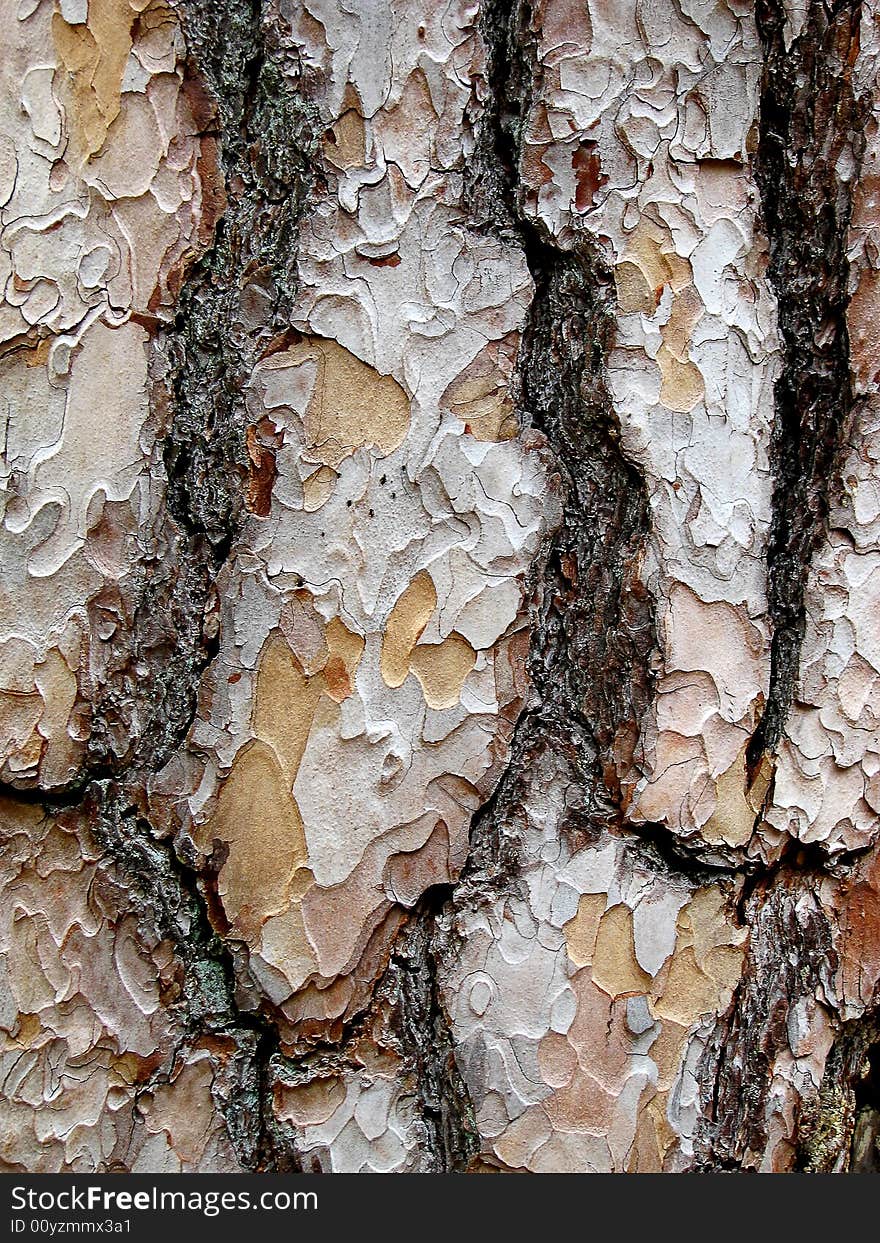 Pine bark background in summer